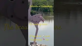 FLAMINGO LAKE#cuba#bellezasnaturales#canada#elsalvador#turismo#vegetacion#florayfauna