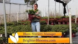 Autumn Debutante Encore Azalea at Brighter Blooms Nursery