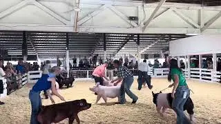 2025 Illinois Boone County Fair Swine Show 