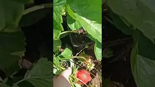 Крупноплодная Азия.   14 июня 2023