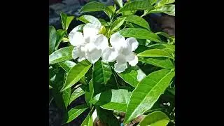 Pinwheel Plant #flower #flowerlover #flowers #plants