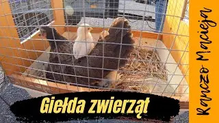 Giełda zwierząt Opatów 19.06.22 #147