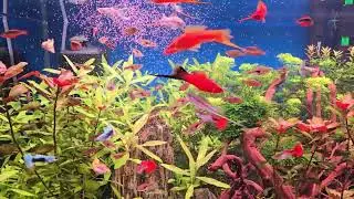 Karmienie artemią (Baby brine shrimp feeding)