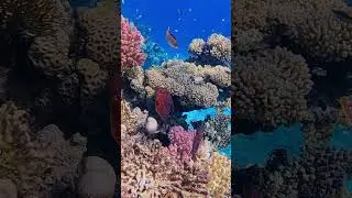 Red Sea coral reef, Egypt 🇪🇬 #underwaterworld #ourplanet #coralreef #Sea #ocean #egypt #scubadiving