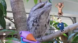 Pete The Surfaroo and the Twany Froghorns encounters.