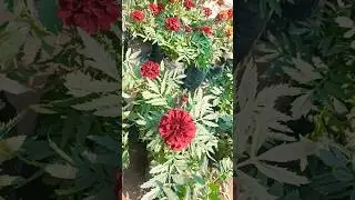 Beautiful Red Marigold Flower #plantstudy #flowers #plants #motivationalvideo
