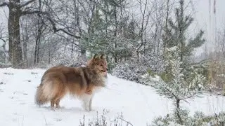 The Shetland Sheepdog and Maltese   Two Exceptional Breeds That Defy Size