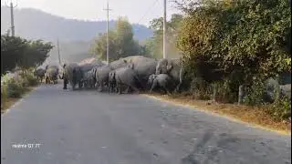 🐘 When Giants Rule the Road | Massive Elephant Herd Crossing Highways