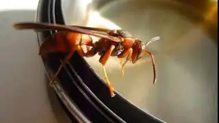 Close Up Of A Wasp Drinking Soda Using a Panasonic Lumix  G2 DSLR Camera