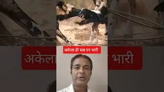 Honey Badger Vs wild Dogs 🔥 | अकेला जानवर भारी सब पर  | Animal Fight Video| #shorts #viral #wildlife