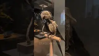 This is the best mounted specimen skeleton combination I have ever seen #birds #parrot