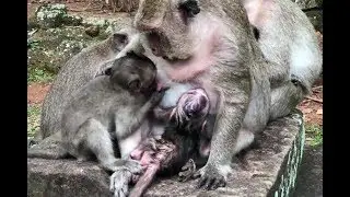 Why Sweetie Try Request Milk Popeye And Disturbs Polly Sucking Like This  .