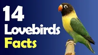 14 Fun Facts About Lovebirds