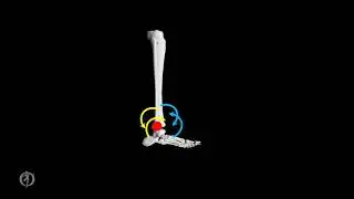 Joints of the Lower Extremity