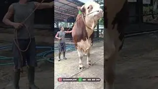 Kontes Sapi Simental Jumbo, Siap Di pesan @KandangBTM
