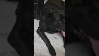 #motivation #youtubeshorts 🫠🤔 #doglover #trending#Black Rottweiler #Brozo