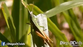 Metaleptea adspersa Grasshopper (Acrididae) Gafanhoto verde