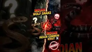 Indian Wolf Snake 🐍 vs Indian Common Krait ⚠️ | Deadly Difference Explained #snakelogo