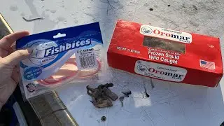 What Bait Works the Best? | Squid Vs. Fishbites!