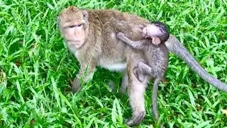 Baby monkey Bree So Cool in Big Rain and Scare Mom Brinn cling so hard, So Pity Baby Bree