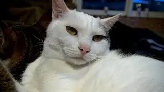 Angry cat taking a bath that he hates.