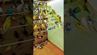 how to make Baazigar Pakhi #birds #baazigar #viralvideo
