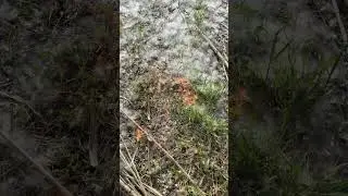 Poplar fluff burns well!🤔