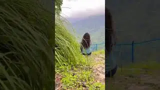 #shorts #bisleghat