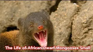 The Life of African Dwarf Mongooses Small but Fearless Hunters