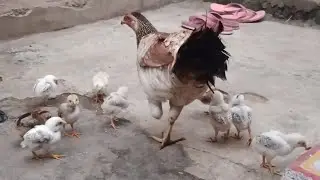 chicks growth fast feed @CHHELABAGAL 
