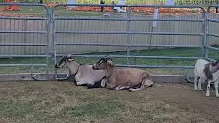Goats at Schmitt's Farm 