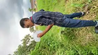 Nyarik Serangga bareng Nilaparvata lugens🪳🧎&zwj;♀️