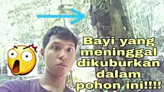 Baby Grave - Pohon yang dijadikan kuburan para bayi | Tana Toraja #VLOG 2