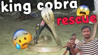 Biggest cobra snake rescue in rural home #snakerescuevideo #rescue