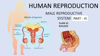 ACCESSORY MALE SEX GLANDS || HUMAN REPRODUCTION || PART 3  || BIOLOGY || STUD-E