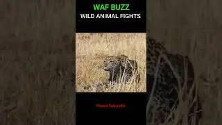So flexible and well skill! Leopard Hunts an Impala #shorts