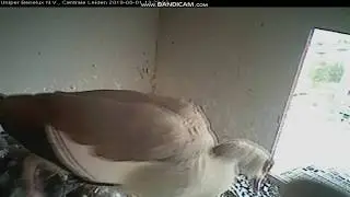 Gniazdo sokoła wędrownego Leiden Hplandia - przerwa, gąska rozmyśliła się ? 2019 08 01