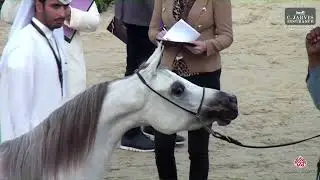 N 62 Massah Al Asil   Egypt National Arabian Horse Championship 2024   Mares 4 6 Years Old Class 4