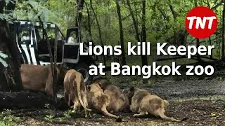 Lions kill keeper @ Bangkok Safari Park