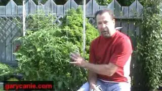 Radical Maintenance For Your Patio Garden Tomato Plants