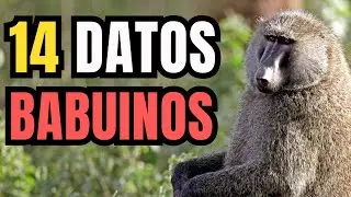 14 Interesting Facts About Baboons