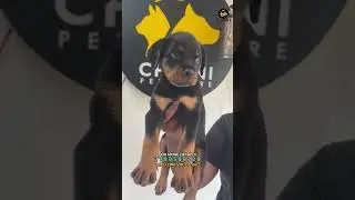 CHINNI Pet Store  #nellore #nellorecity  #pets #petstore  #chinnipetstore #petlovers