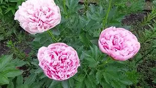 Эдчед Салмон.Махровый коралловый пион.Идеальной формы и куст и цветы.2025.