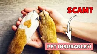 How Does Pet Insurance Work? | Is Pet Insurance Worth It?