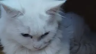 Comedy cute cats#sasha and pen 🖊️ Sasha don't like pen 🖊️#videoforcats #cutecat