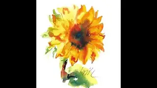 How to Paint a Sunflower in Watercolor Part 1 - Darkening Yellow with No Black Jacki Kellum