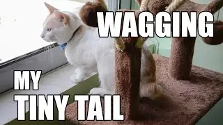 Chapy Cat Wagging his Tiny Tail