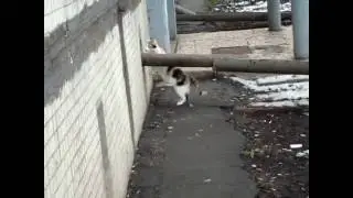 Дом для кота Cats