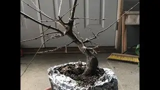 Air Layer Series Part 2: Trident Maple 2018