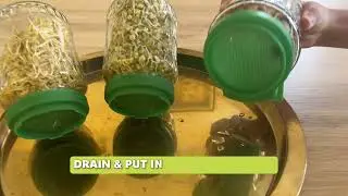 How to Use SproutMe | Sprouting Jar & Sprouting Seeds in a Jar Guide